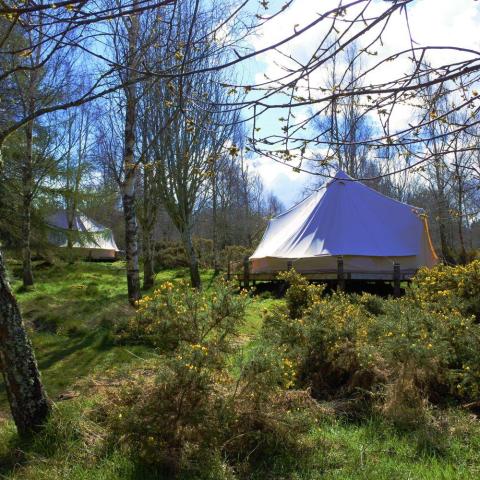 two tents in the forest